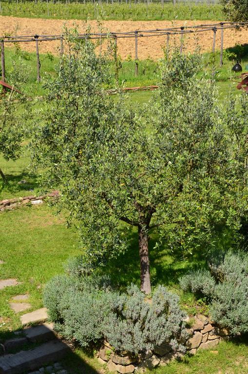 Agriturismo Al Podere Di Rosa Лукка Екстер'єр фото